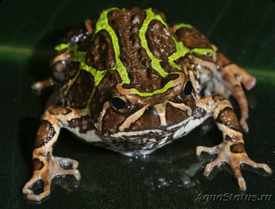 Фото Узкорот мадагаскарский лопат­оногий Sca­phiophryne madagasca­riensis  (photo#125018)