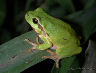 Фото Квакша обыкновенная​ Hyla arborea  (photo#125020)