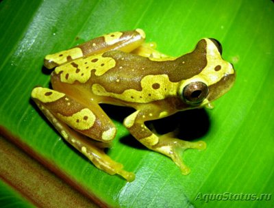 Фото Квакша ,, Песочные часы Hyla ebraccat­a,​ илиDendropsophus ebraccatus  (photo#125023)