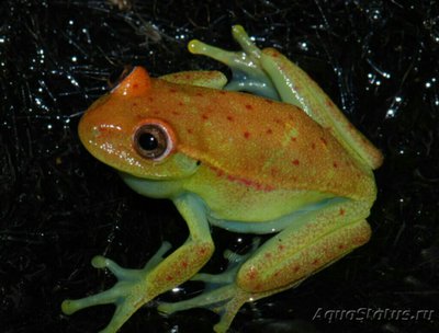 Фото Квакша желтоточечная Hypsiboas punctatu­s  (photo#125052)