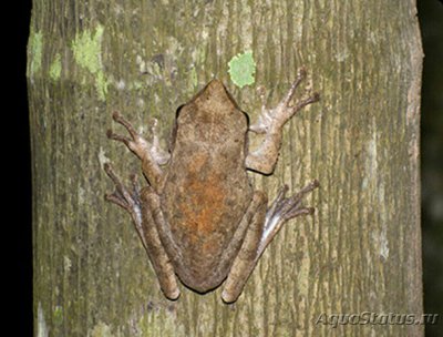 Фото Веслоног белогубый Polypedates megaceph­alus  (photo#125065)