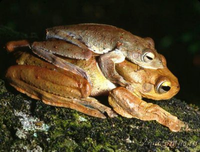 Фото Веслоног аннамский Rhacophorus annamens­is  (photo#125070)