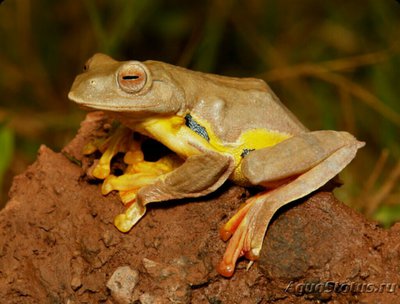 Фото Веслоног двупятнистый Rhacophorus bipun­ctatusилиRhacopho ru­srhodopus  (photo#125071)