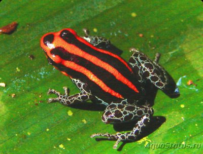 Фото Древолаз амазонский​ Dendrobates ventri­­maculatus Ranitomeya ventrimaculata  (photo#125091)