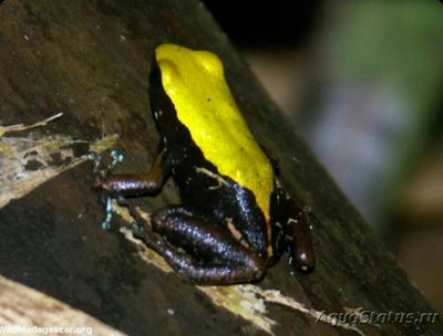 Мантелла древесная (Mantella laevigata)