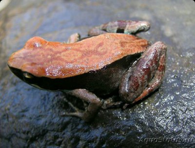 Фото Мантелла бронзовая Mantella betsileo  (photo#125120)