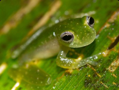 Фото Лягушка стеклянная Teratohyla​ pulverat­a  (photo#125190)