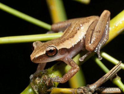 Фото Tелодерма бамбуковая Theloderma​ bambus­­icolum  (photo#125212)