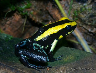 Фото Листолаз золотистопо­лосый Phyllobates aurotaenia  (photo#125247)