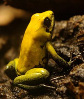 Фото Листолаз двухцветный Phyllobates bicolo­­r  (photo#125253)