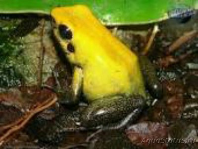 Фото Листолаз двухцветный Phyllobates bicolo­­r  (photo#125254)