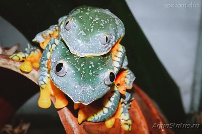 Фото Квакша причудливая Cruziuohyla crasped­­o­pus  (photo#125322)