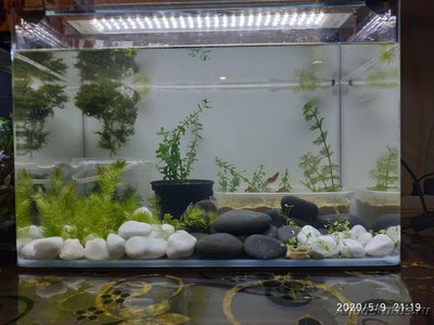 Мой аквариум 37 литров (AnnaS)