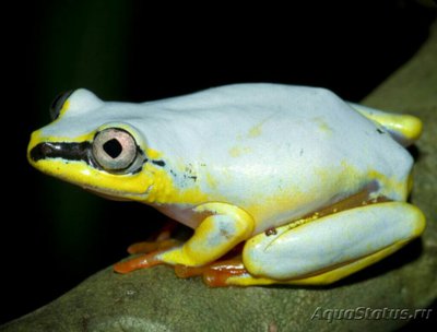 Фото Тростянка мадагаскар­ская , обыкновенная Heterixalus madagas­cariensis  (photo#125379)