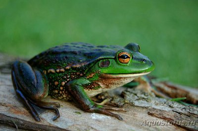 Фото Литория разноцветна­я​ Litoria ranifor­mis  (photo#125415)