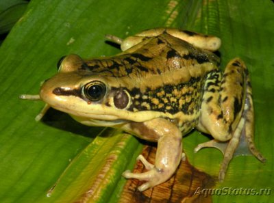 Золотоспинная лягушка (Rana galamensis/H­ylarana galamensis)