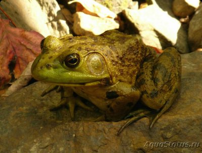 Фото Лягушка-бык Lithoba­­tes catesbeiana  (photo#125440)