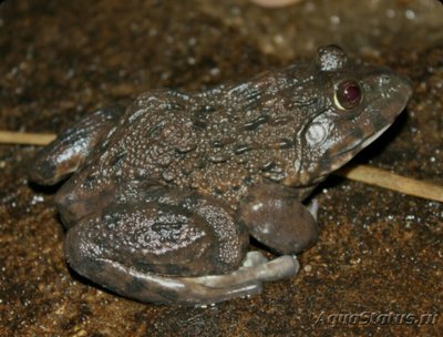 Фото Лягушка китайская бычья Hoplobatrachus rugulosus  (photo#125449)