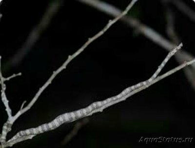 Фото Уж мадагаскарский др­­евесный ,, Аллюауда Langaha alluaudi  (photo#125515)