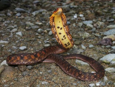 Фото Большеглазый капюшонный уж  Pseudoxenodon macrops  (photo#125537)