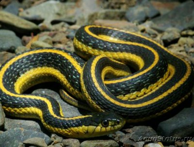 Фото Змея водяная подвязочная Thamnophis atratus  (photo#125542)