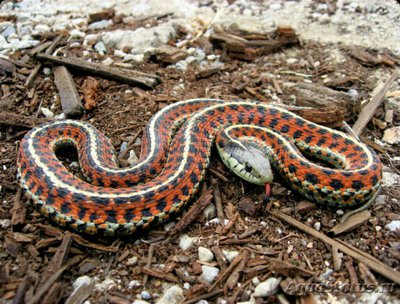 Змея стройная подвяз­очная ​ (Thamnophis elegans)