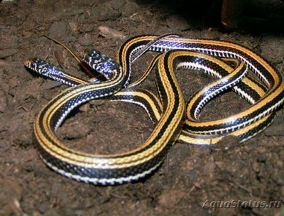 Фото Уж азиатский полоса­тый​ Xenochrophis​ vittatus  (photo#125553)