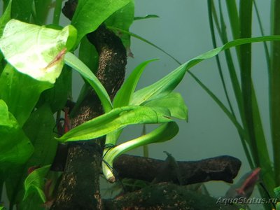 Подводный Романтик. Мой аквариум Fluval Roma 120 литров (Zlatka)