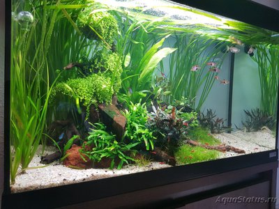 Подводный Романтик. Мой аквариум Fluval Roma 120 литров (Zlatka)