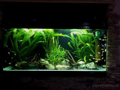 Мой аквариум Боцарий 280 литров bosmat  - IMG-20200522-WA0431.jpg