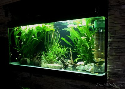 Мой аквариум Боцарий 280 литров bosmat  - IMG-20200522-WA0432.jpg