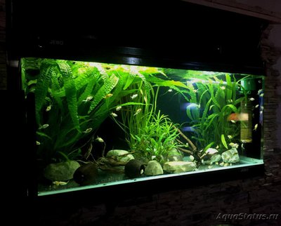 Мой аквариум Боцарий 280 литров bosmat  - IMG-20200522-WA0433.jpg