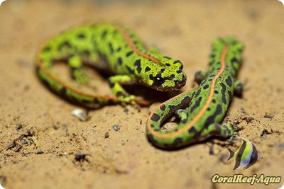 Карликовый мраморный тритон (Triturus py­gmaeus)