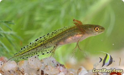 Фото Карликовый мраморный тритон Triturus py­gmaeus  (photo#125698)