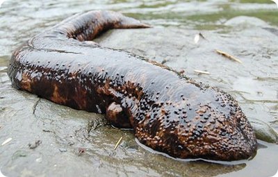 Исполинская японская саламандра (Andrias japonicus)