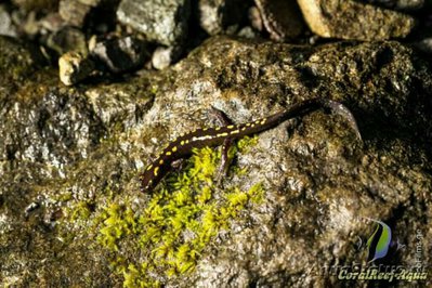 Фото Кавказская саламандра Mertensiella cauc­asica  (photo#125706)