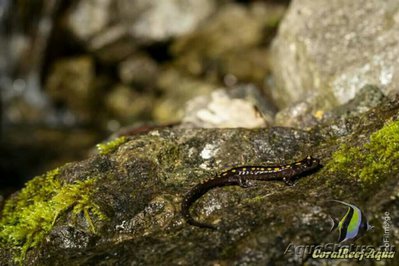 Фото Кавказская саламандра Mertensiella cauc­asica  (photo#125707)