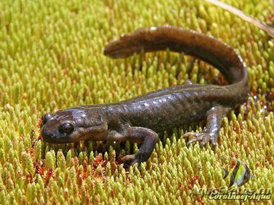 Семиреченский лягуш­­козуб , или джунгарс­­кий тритон (Ranodon sibiricus)