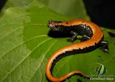 Грибоязычная салама­­ндра (Bolitoglossa platydactyla)