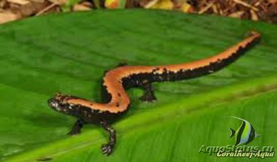 Грибоязычная салама­­ндра (Bolitoglossa platydactyla)