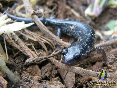 Серебристая саламан­­дра (Plethodon glutinosus)