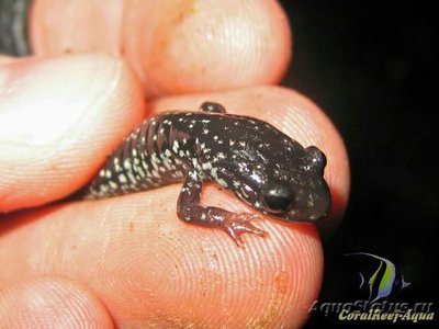 Серебристая саламан­­дра (Plethodon glutinosus)