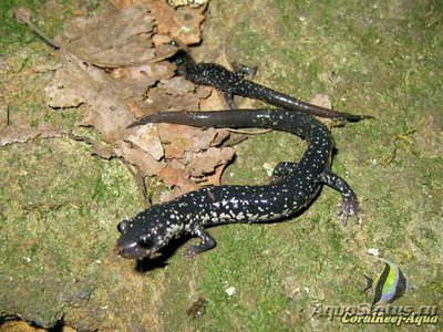 Серебристая саламан­­дра (Plethodon glutinosus)