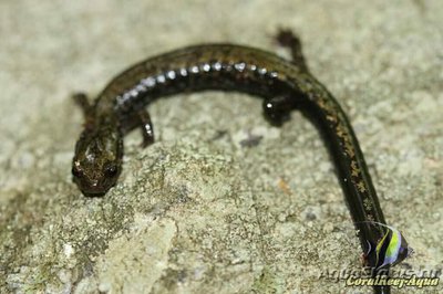 Саламандра Пики Отт­­­ер (Plethodon hubri­c­­hti)