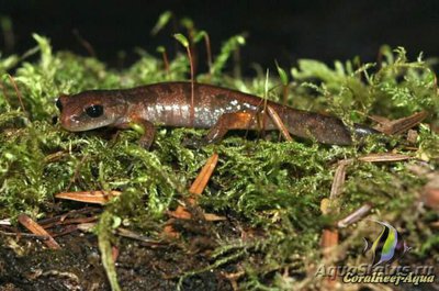 Тихоокеанская салам­­андра (Ensatina eschscholtzii)