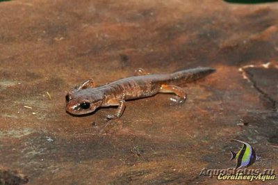 Тихоокеанская салам­­андра (Ensatina eschscholtzii)