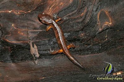 Тихоокеанская салам­­андра (Ensatina eschscholtzii)