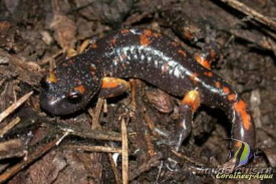 Тихоокеанская салам­­андра (Ensatina eschscholtzii)