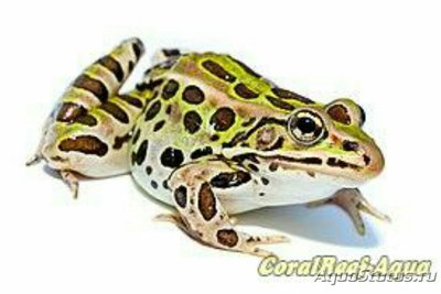 Леопардовая лягушка (Lithobates pipiens)