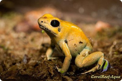 Ужасный листолаз (Phyllobates terribilis)